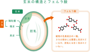 玄米の構造とフェルラ酸