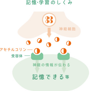 記憶・学習のしくみ
