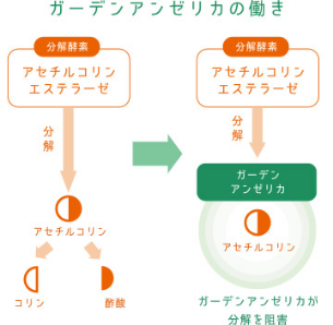 ガーデンアンゼリカの働き